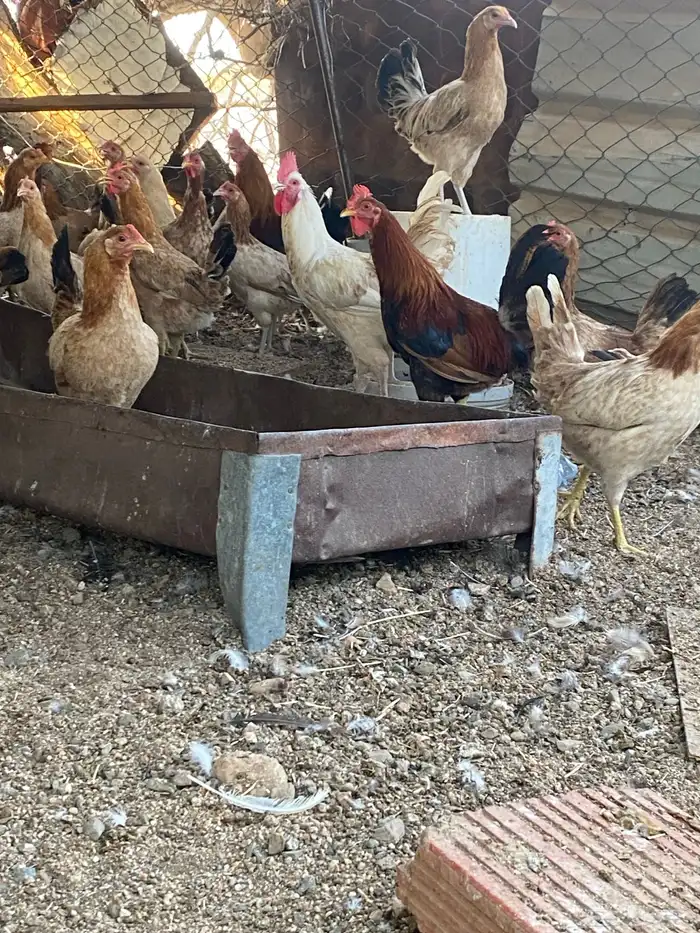 دجاج بلدي 4