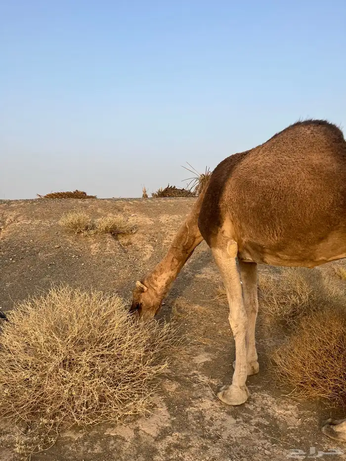 ناقه حمرا دهماء عكشاء 5