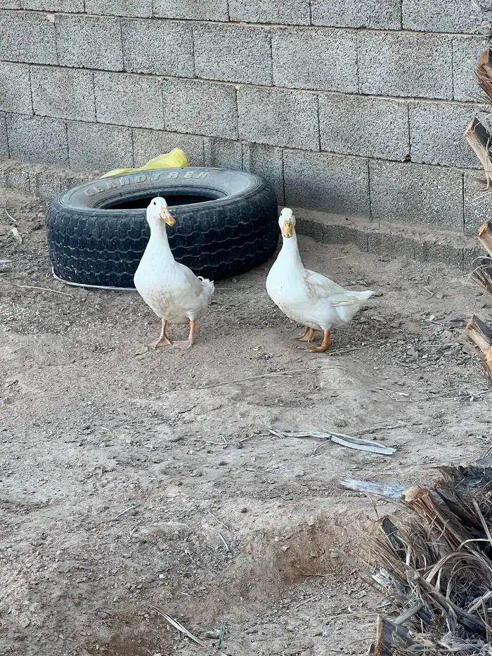 للبيع بط معه بيضه 3