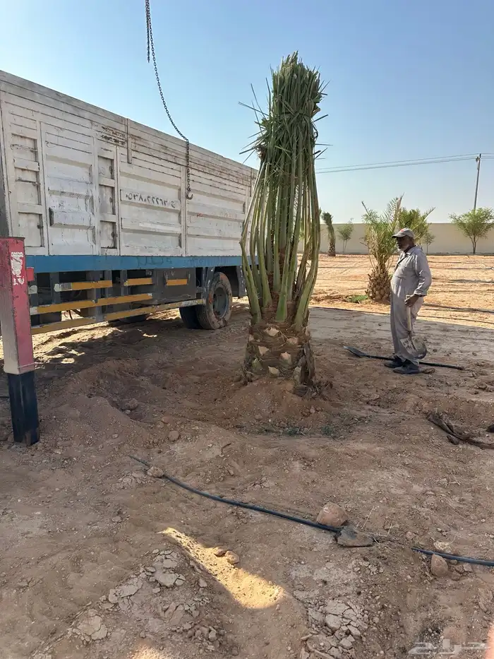 نخل توريد لجميع المناطق داخل المملكه 2