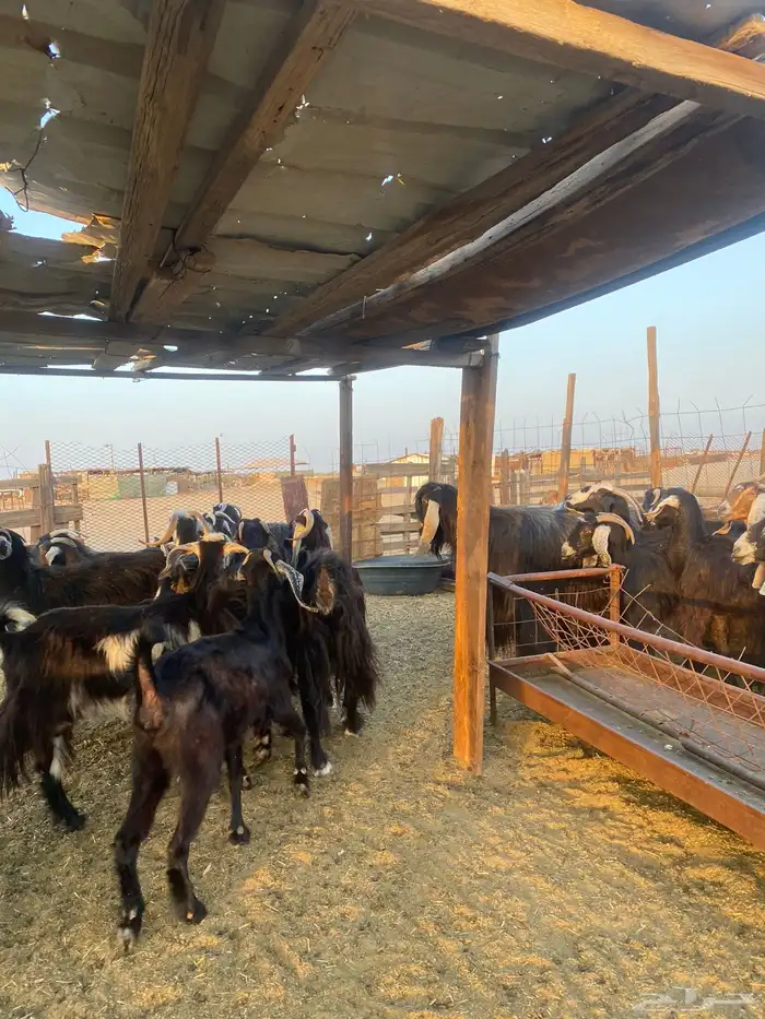 للبيع معزا عوارض مضاريع ودفيع بالفحل 21