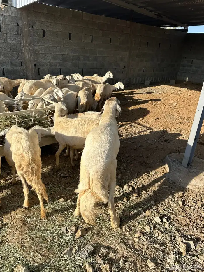 37 ضان جبرات 0