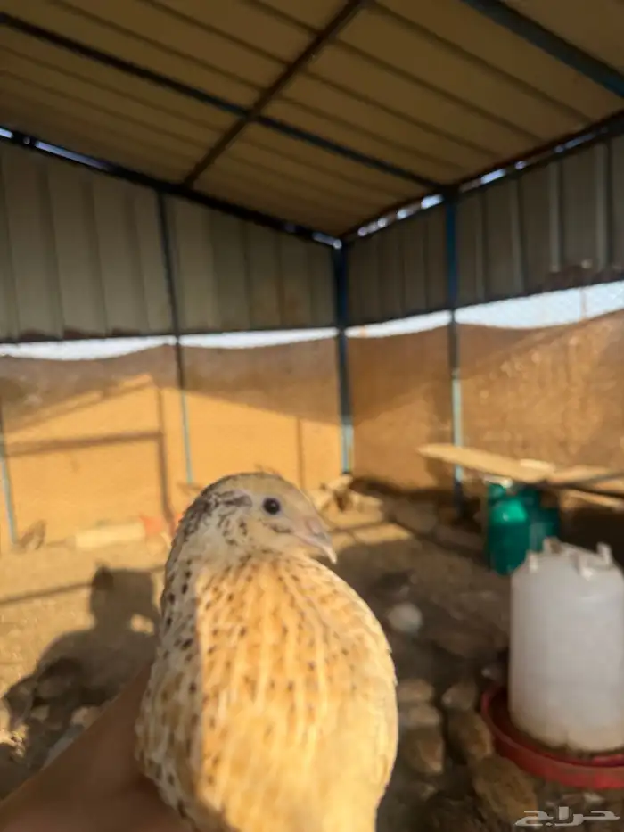 سمان بياض 1