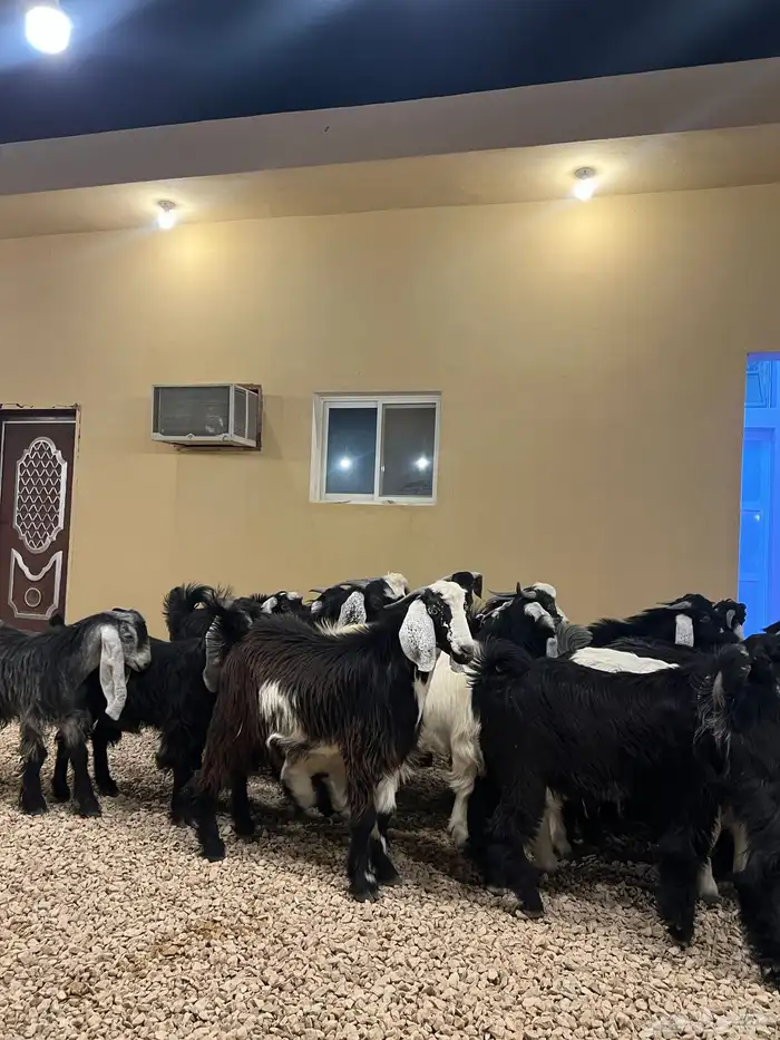 تيوس مخاصي 0