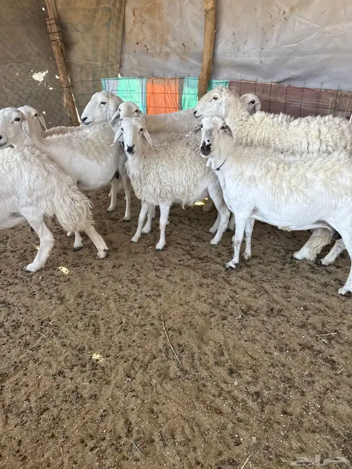 حريات دفيع مقاريب 8