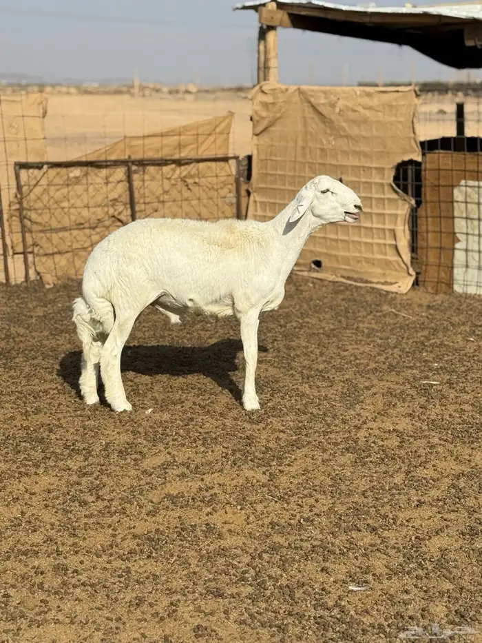 عرض خروف فاخر 0