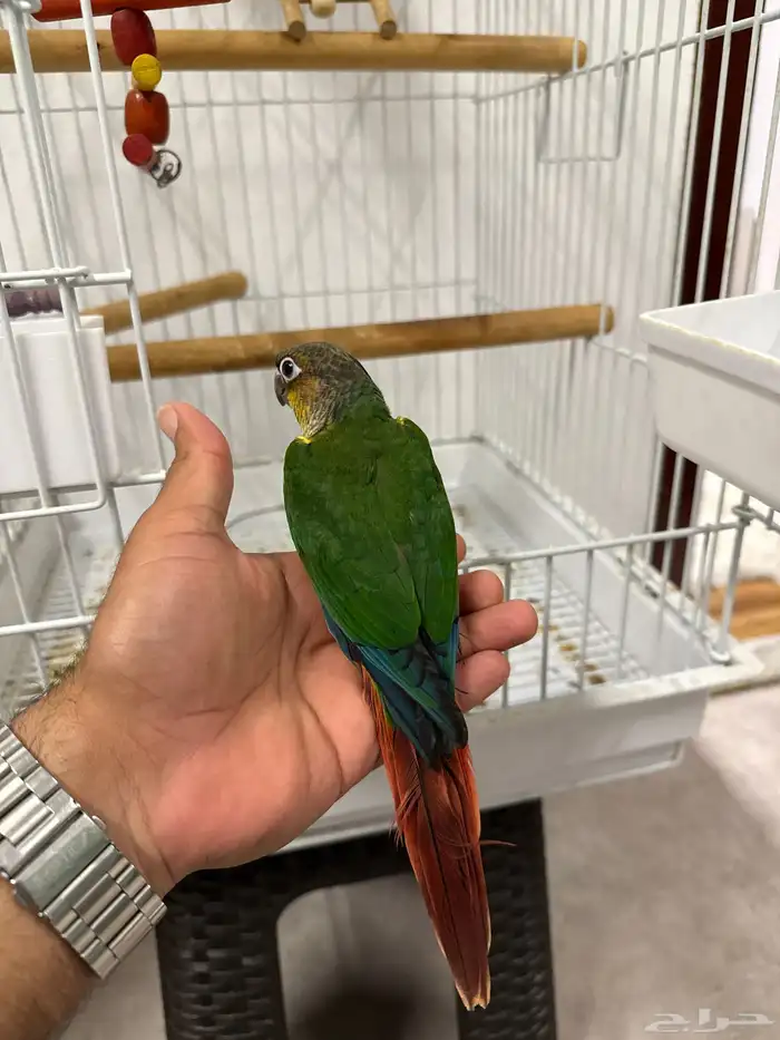 كنيور يلوسايد 0