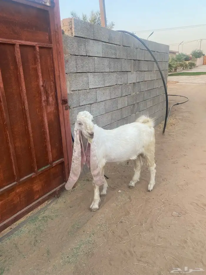 فحل هولندي جذع للبيع 1