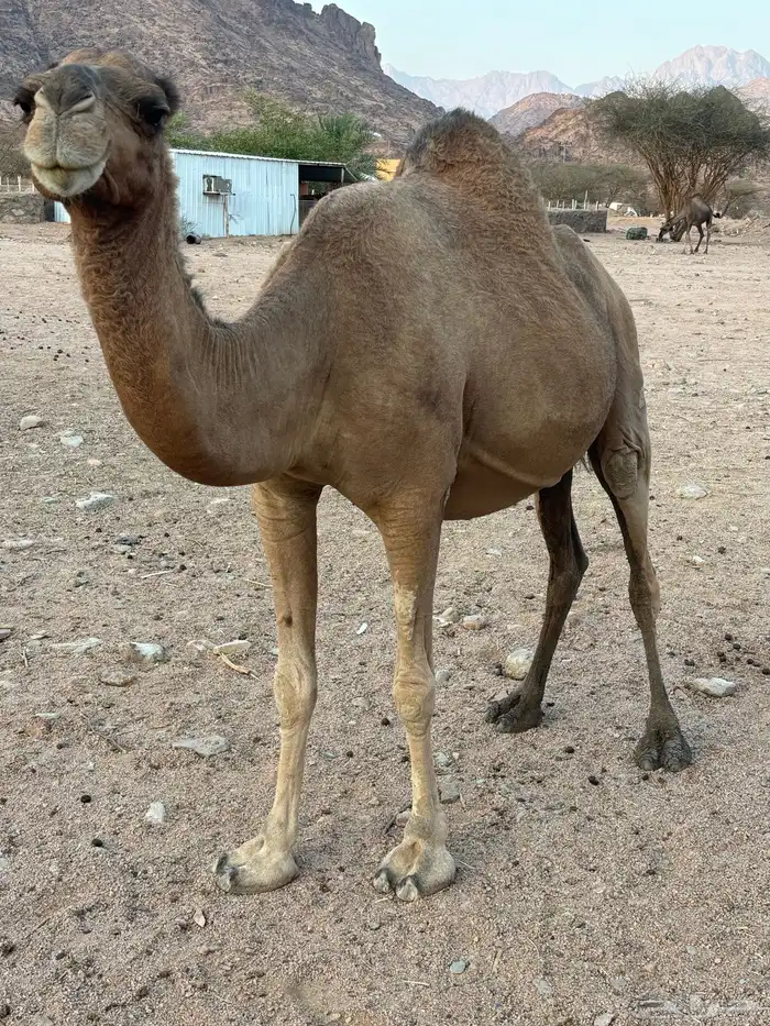 ناقه حمرا لقحه للبيع الرجاء قراة التفاصيل بالاعلان 2