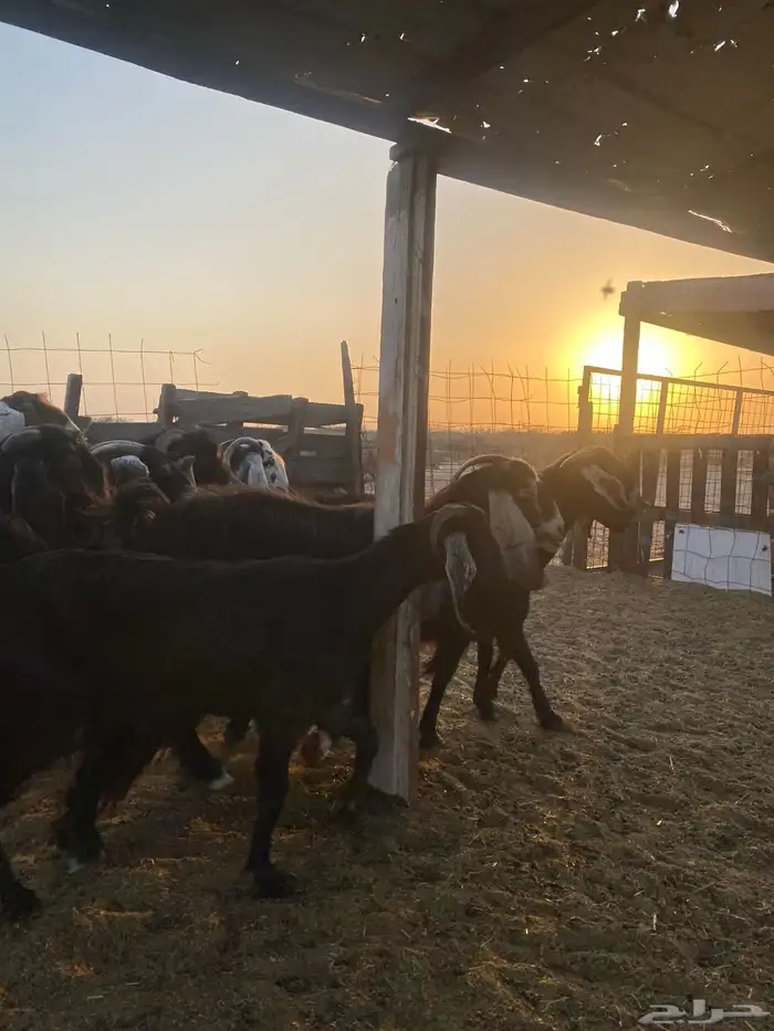 للبيع معزا عوارض مضاريع ودفيع بالفحل 7