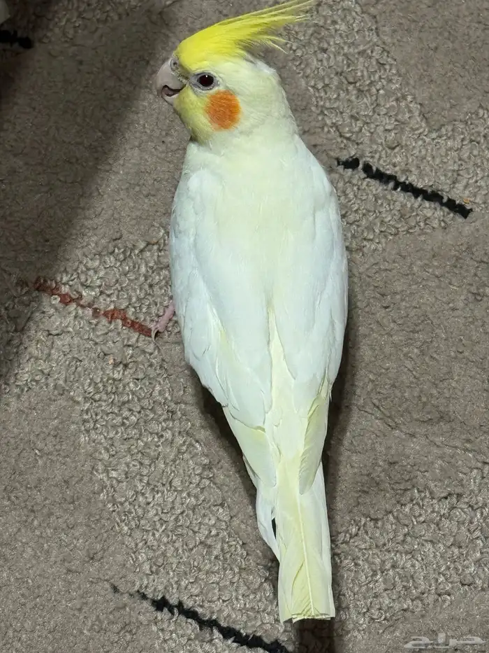 للبيع كروان لاتينو اليف عيون حمر 2