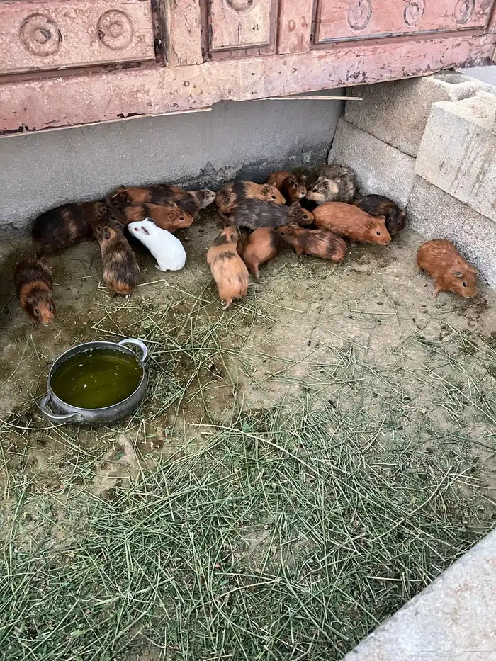 وبرأن للبيع 1