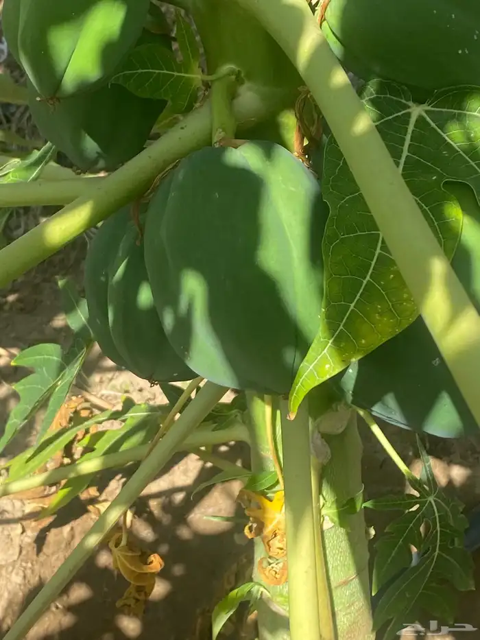 شتلات باباي ردريدي 4