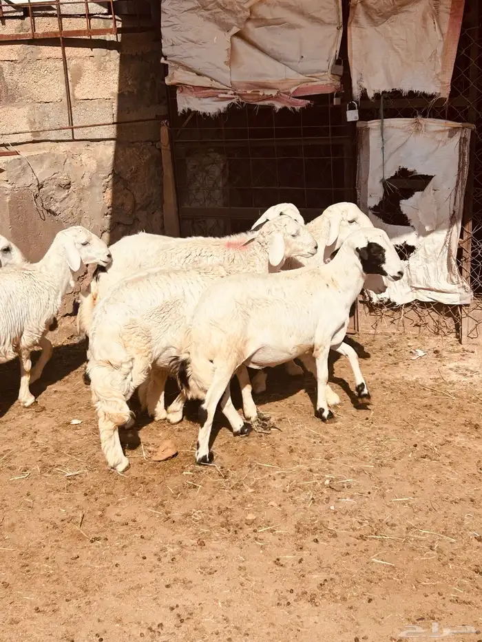 طليان 2