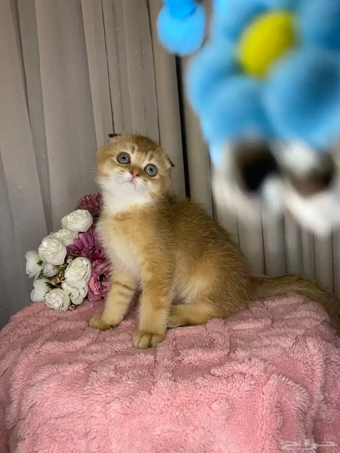 قطط سكوتش تربل فولد للبيع 1