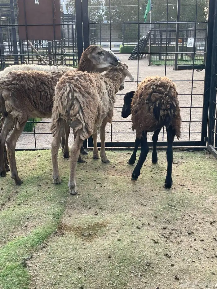 عرض وبيع من نوادر وعل 0