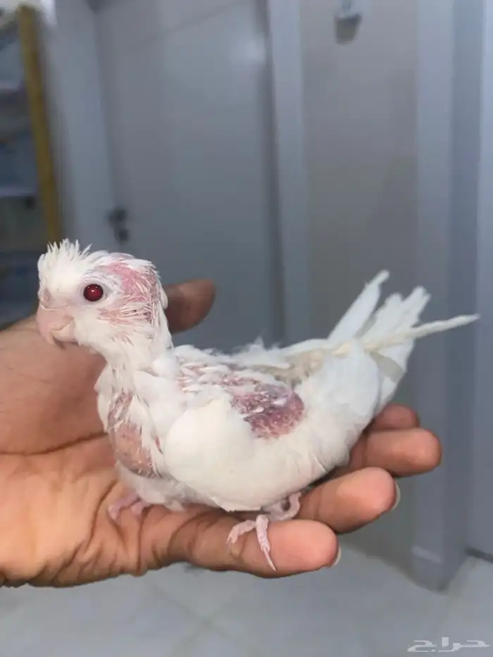 جوز كروان منتج 3