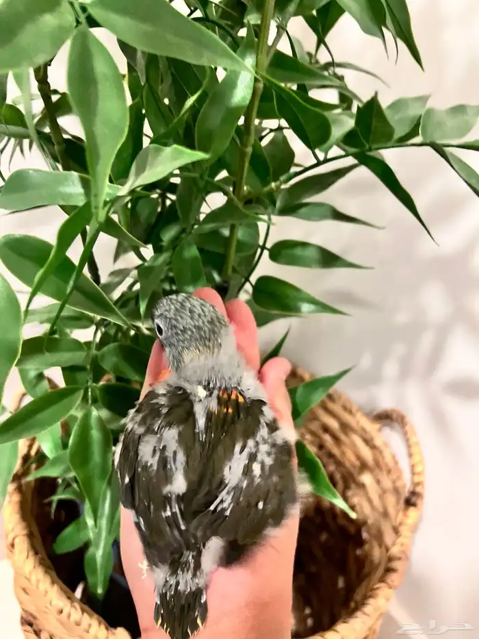 نوادر   فرخ لوري اوليب لهواة الغر والهدد 0