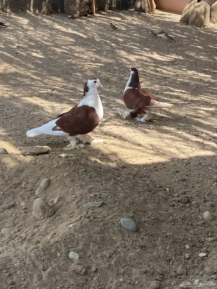 الزوج سوبر جامبو شيرازي 1