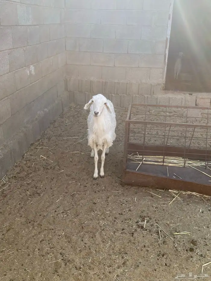 رخل ثنيه تحتها خروف ورخل جذعه دافع 1