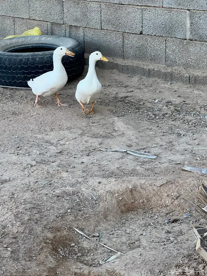 للبيع بط معه بيضه 0