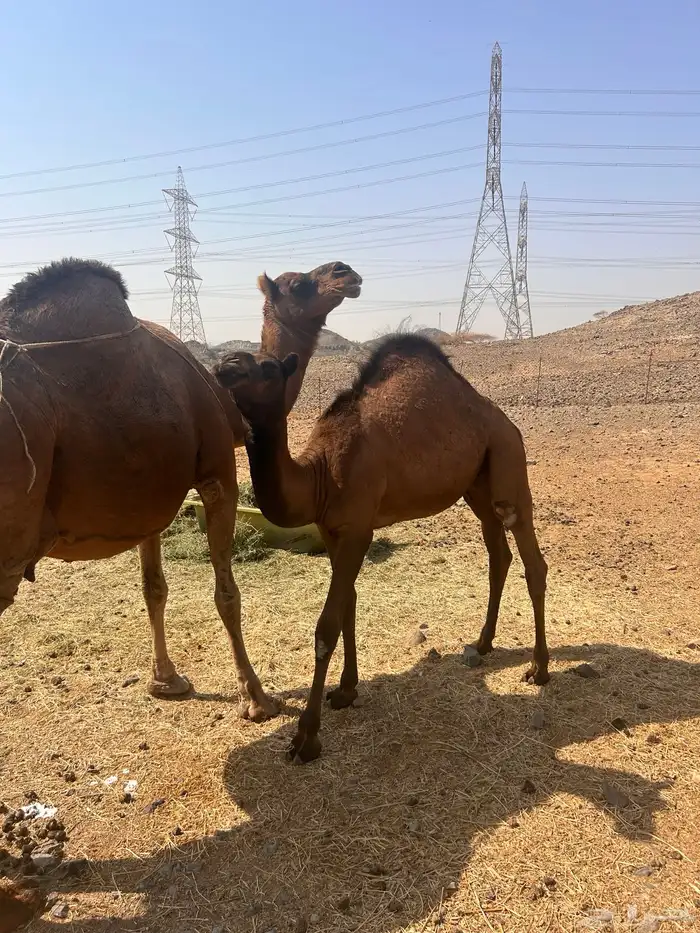 ناقه للبيع 3