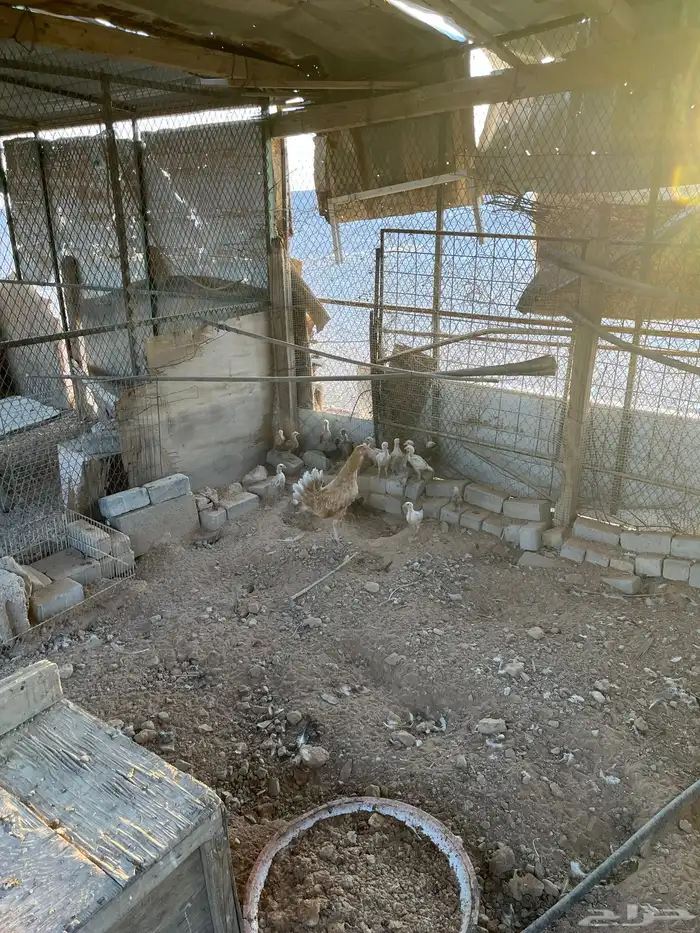 دجاج مع فروخ 3