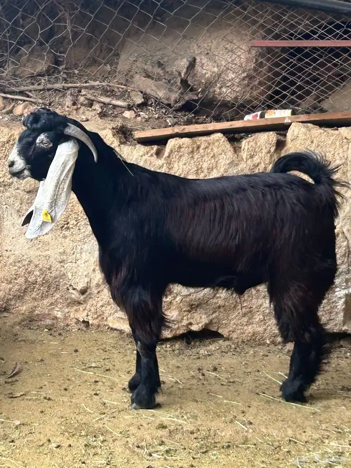 تيس عارضي فحل فاخر جذع جنوب الطايف 1
