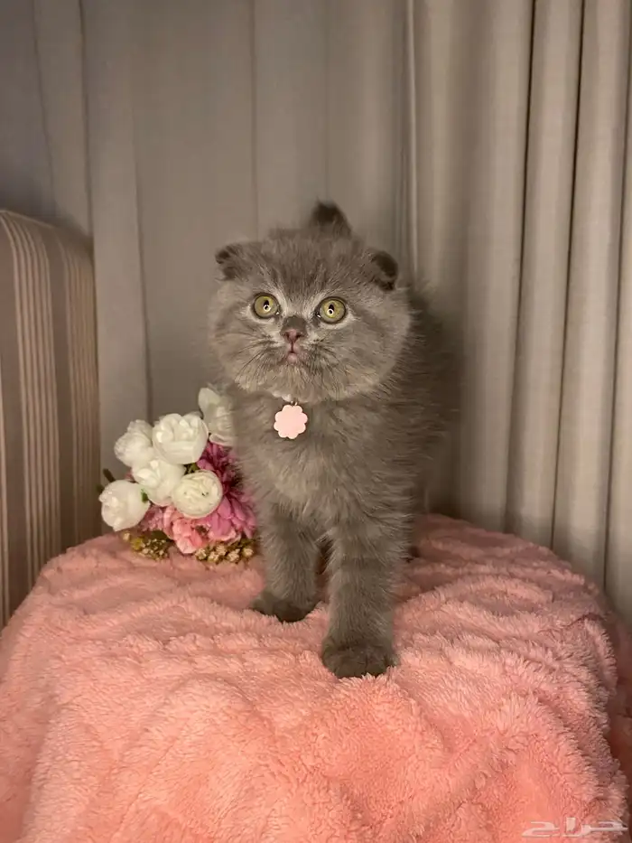 قطط سكوتش تربل فولد للبيع 6