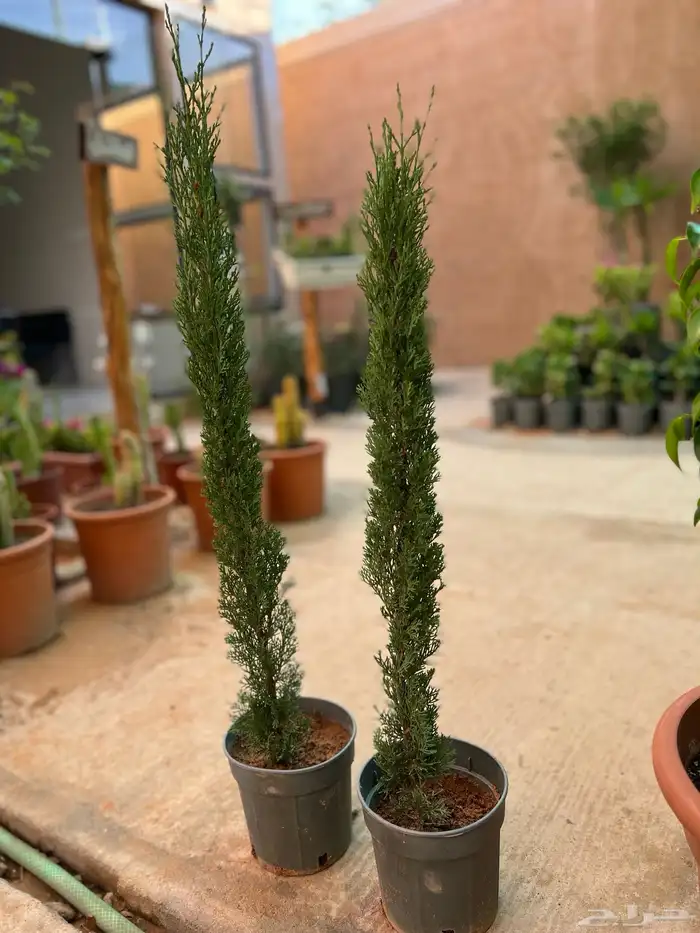 نباتات واشجار زينه 9