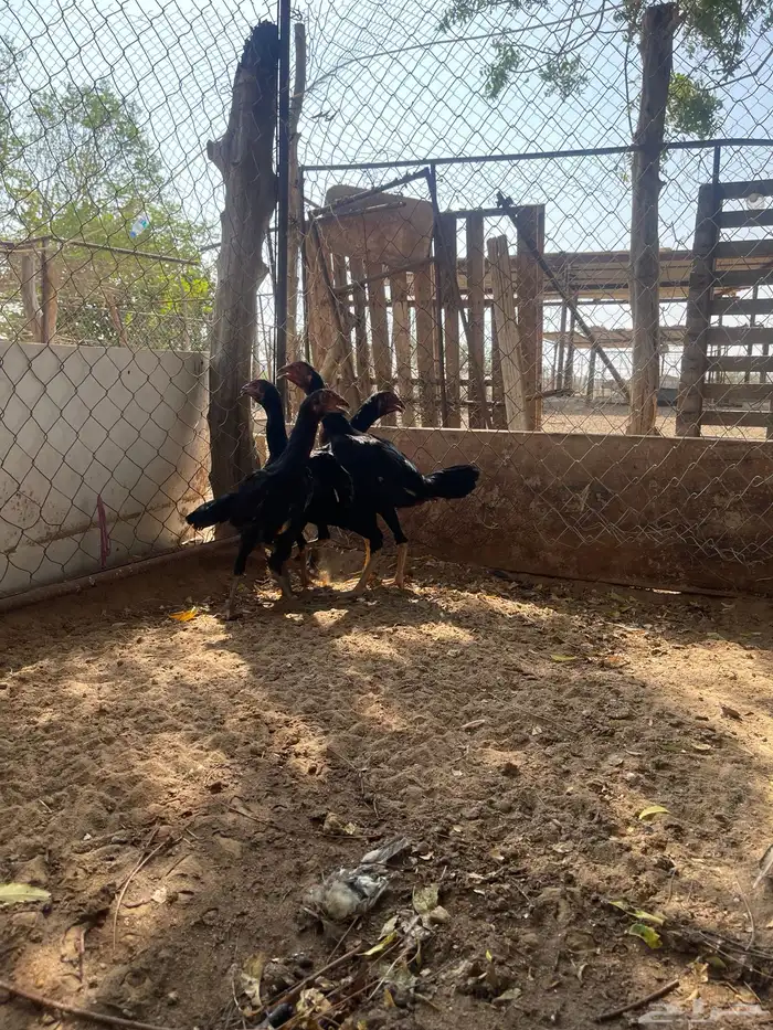 فروخ سندية 3
