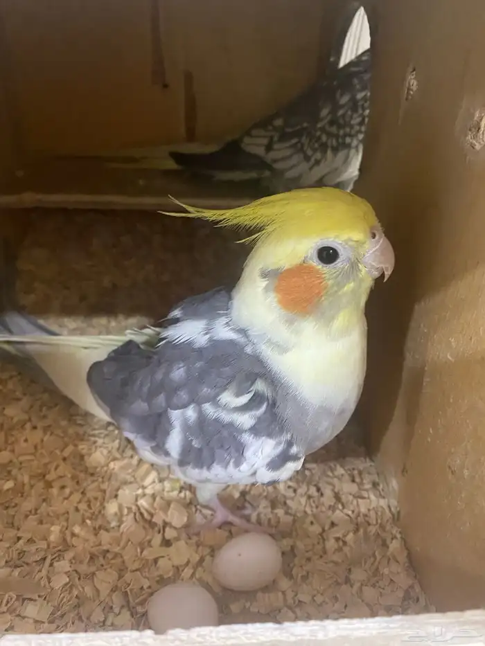 جوز كروان منتج 1