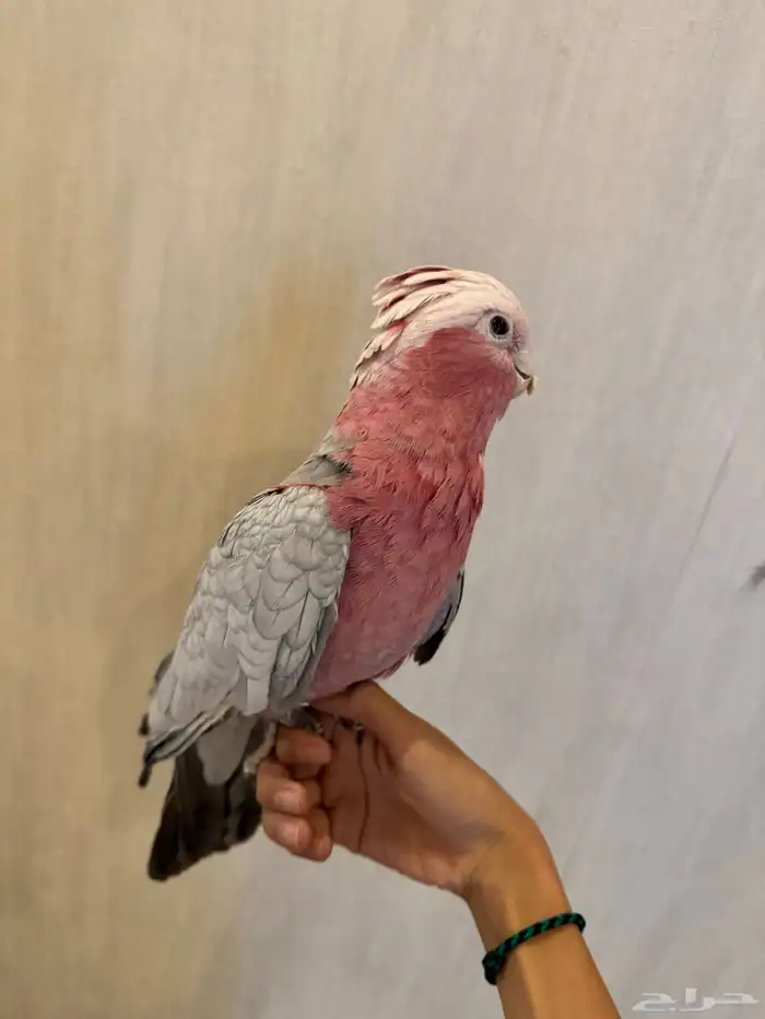 ببغاء جميل للبيع 3