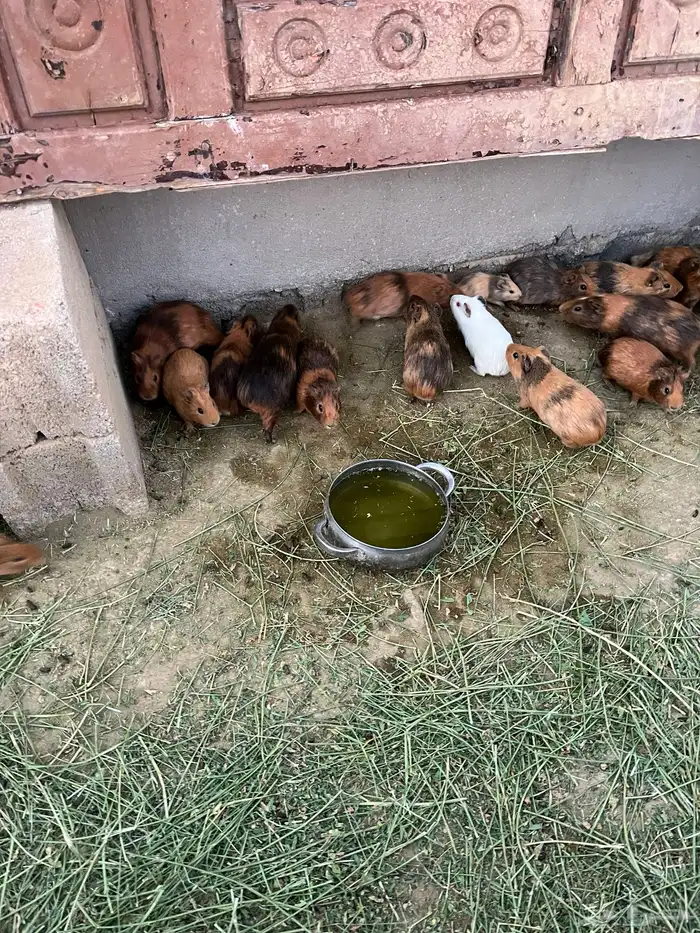 وبرأن للبيع 0