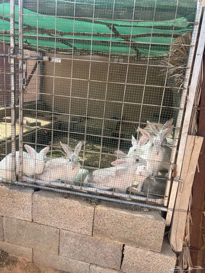 ارانب للبيع 7