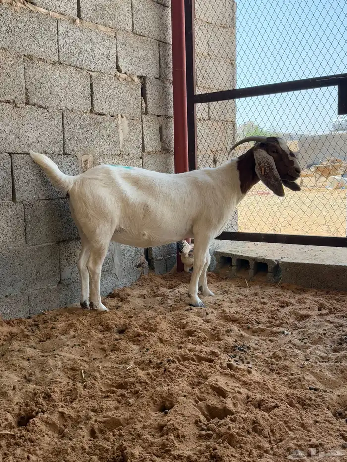 معزا بورقت اصل 5