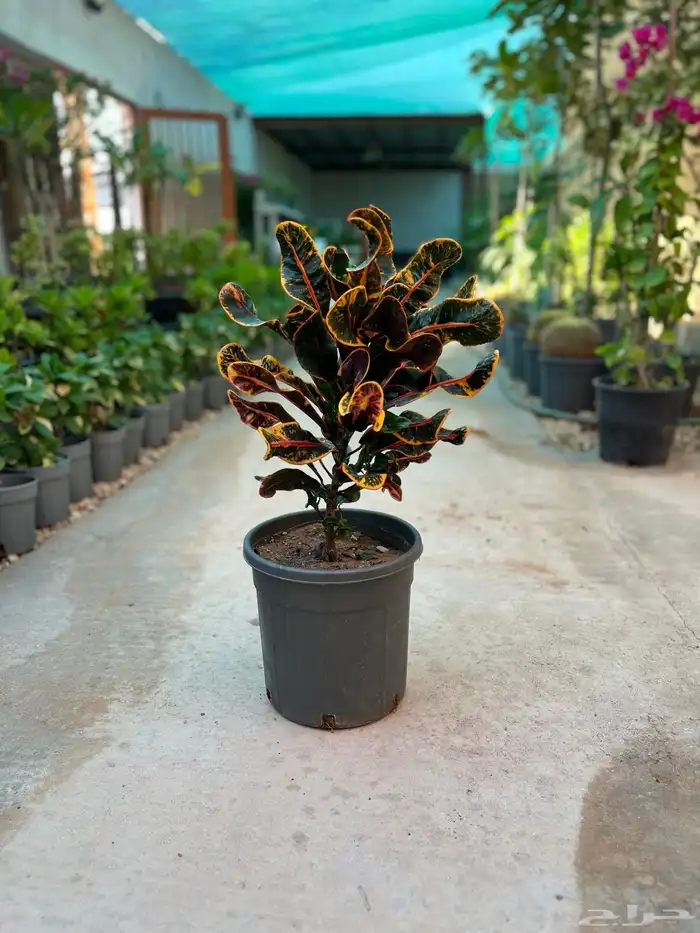 نباتات واشجار زينه 3