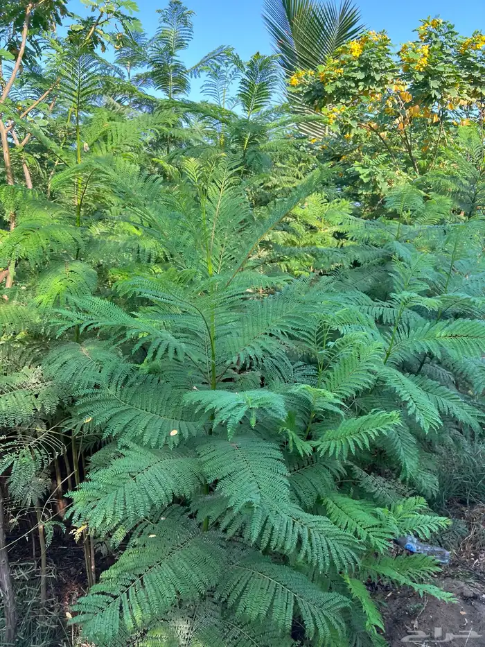 جكرندا جاكرنداارتفاع متر ونص الى مترين ونص الكمية 2000 حبه 1