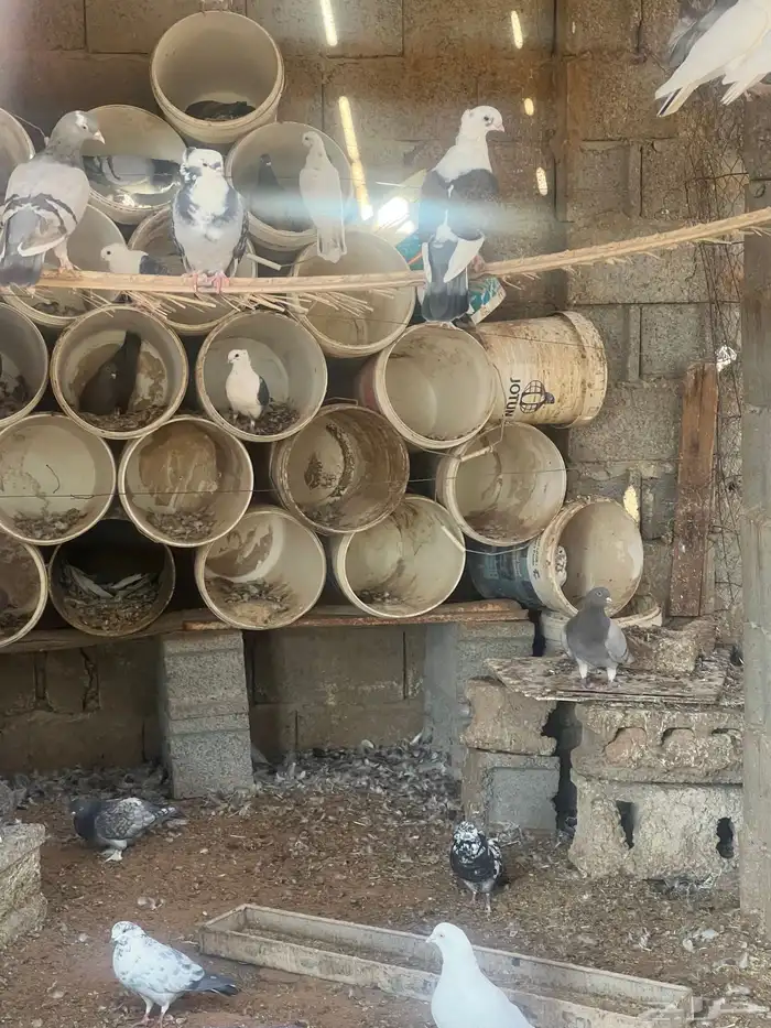 حمام مشكل لبيع 1