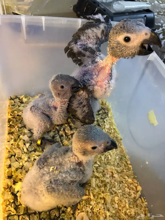 فروخ كاسكو غر تم البيع 0