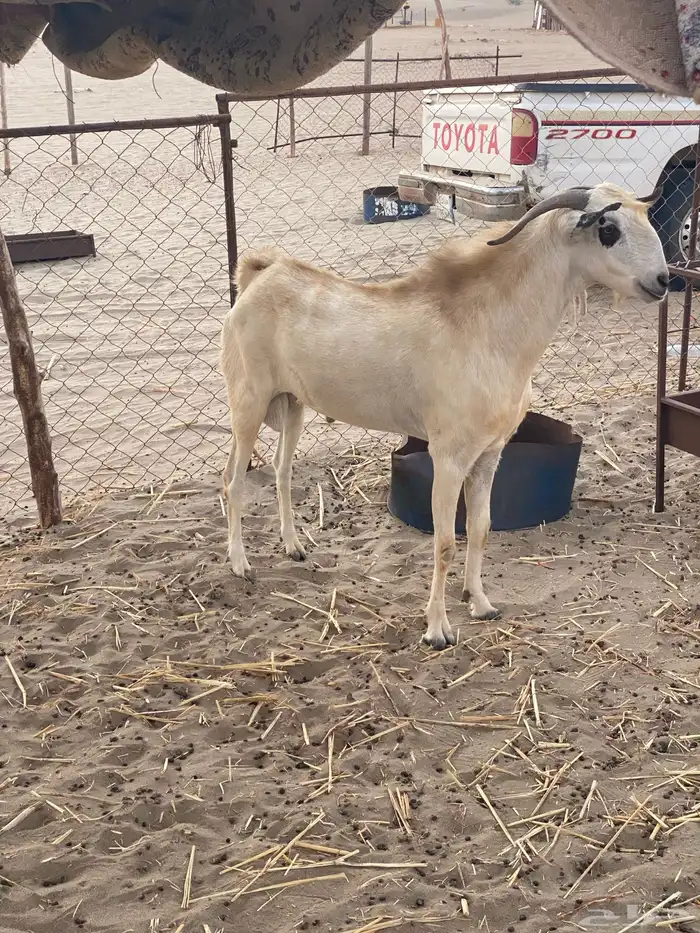 معزا بيشيات 6