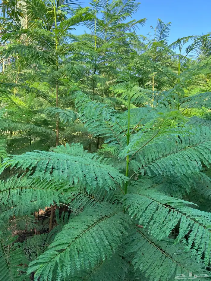 جكرندا جاكرنداارتفاع متر ونص الى مترين ونص الكمية 2000 حبه 0