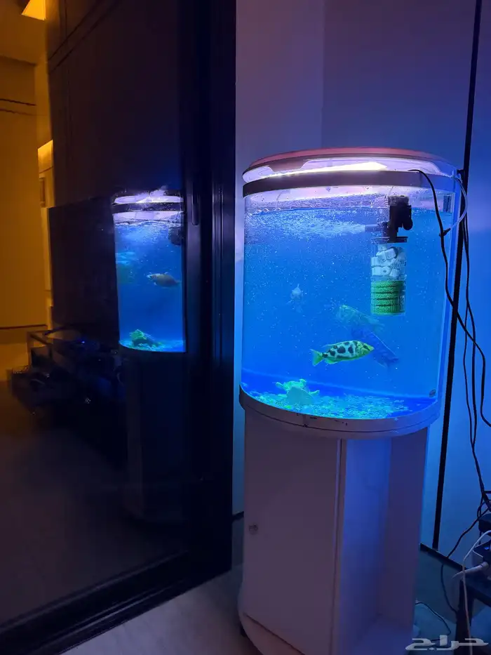 حوض اسماك طاولة كنب غرفة نوم فرشة ارضية 8