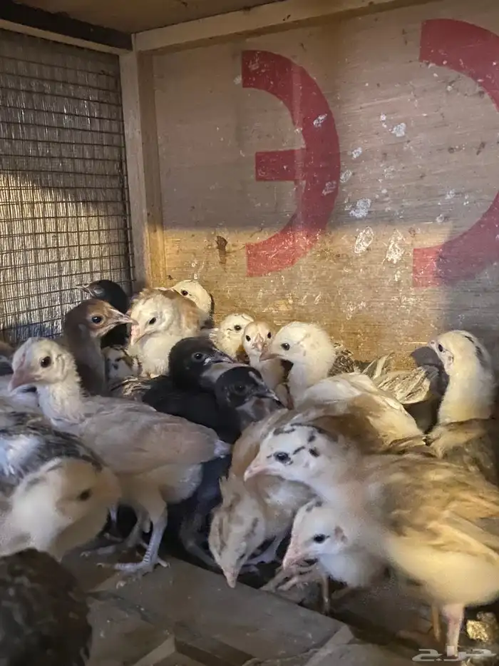 صوص هجين بلدي فرنسي تركي 4