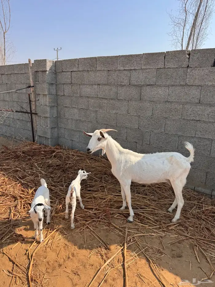 عنز بيشيه والد 0