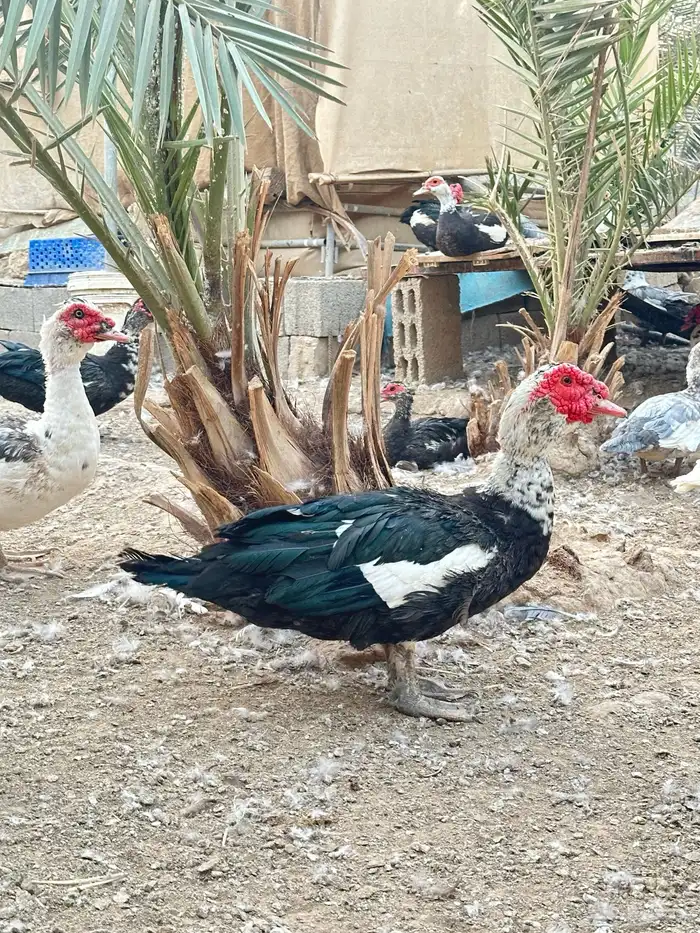 بط شهرمان 0