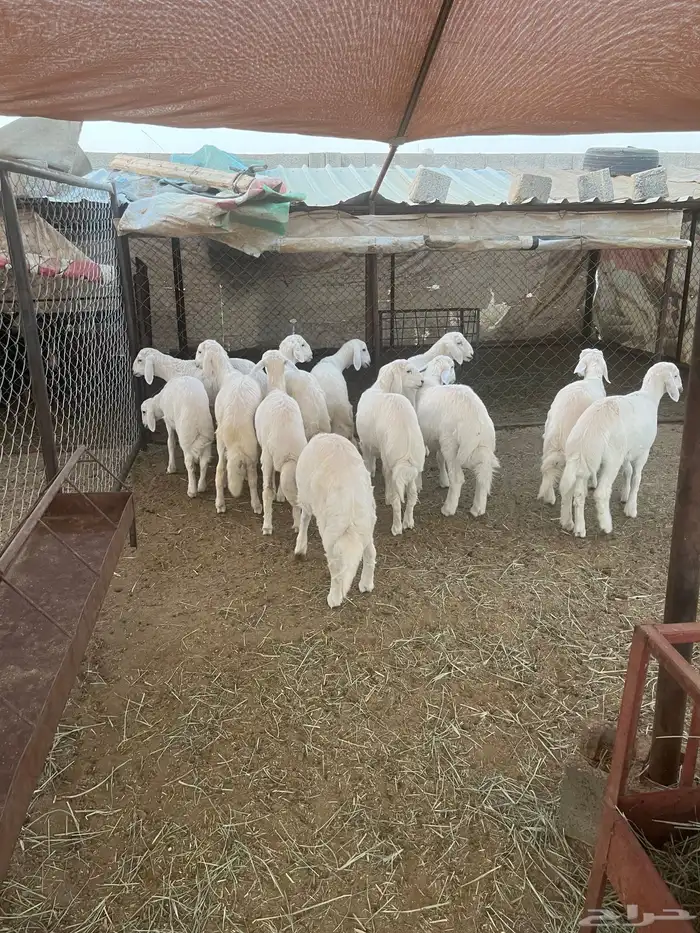 أبو ذيب للذبائح ( يتوفر خدمه تمارا) يتوفر ذبح وتوصيل مجاني 0