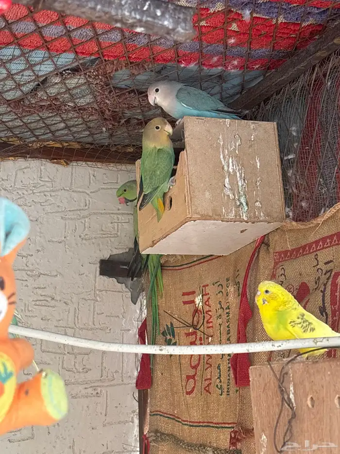 محميه كامله لبيع 4