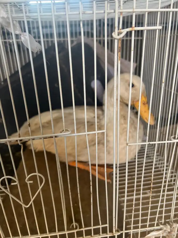 بط انثى 0