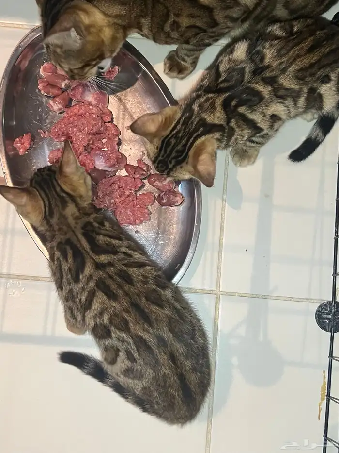 Bengal kitten for sale 0